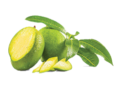 FRESH MANGO